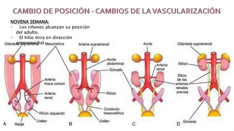 Embriología desarrollo del sistema urogenital PPT