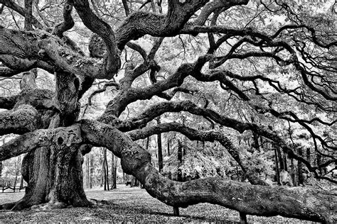 Photograph of Angel Oak Tree