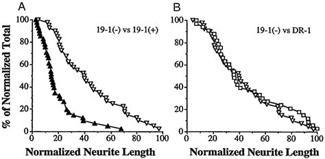 Agrin alters the outgrowth of only those neurites growing directly on ...