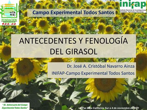 Top Imagen Ciclo Vegetativo Del Girasol Abzlocal Mx