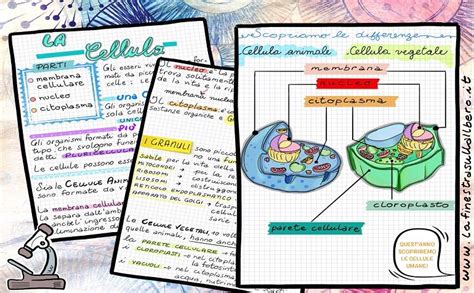 Fare Scienze In Quinta 3 Funzione E Struttura Degli Organi Di Senso La