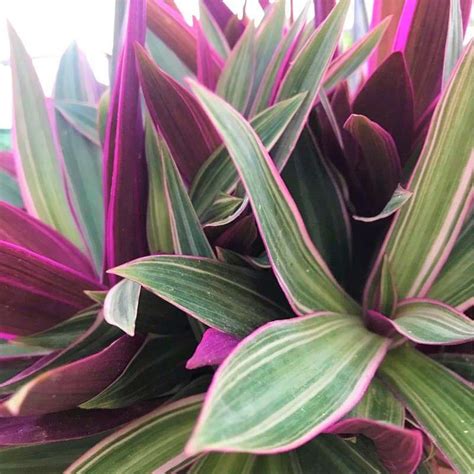 Tradescantia Spathacea Sun And Shade Plant Nurseries Online