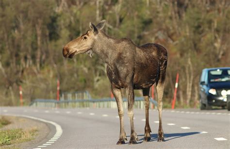 1 3 3 Barrier Effect Biodiversity And Infrastructure Handbook