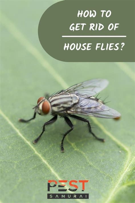 How To Get Rid Of House Flies