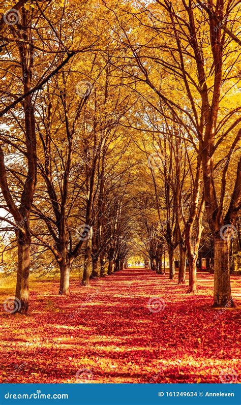 Beautiful Autumn Landscape Background, Vintage Nature Scene in Fall ...