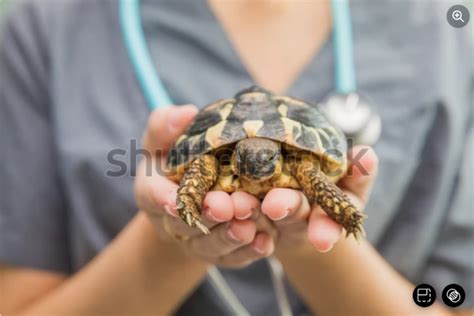 How To Trim Tortoise Beak A Complete Guide
