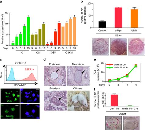 Uhrf Increases The Reprograming Efficiency A Qrt Pcr Analysis Of