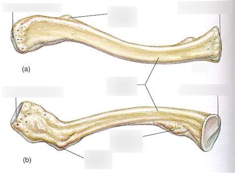 Anatomy - Clavicle Bone Diagram | Quizlet