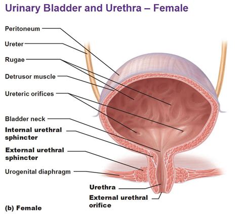 The Urinary System Ureter And Urinary Bladder Bladder Diagnostic