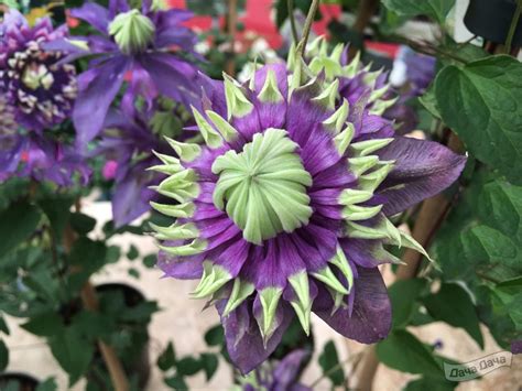 Клематис Тайга (Clematis Taiga) - описание сорта, фото, саженцы ...