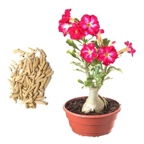 10 Sementes Rosa Do Deserto Adenium Cores Diversas Flor Mix R 17 99