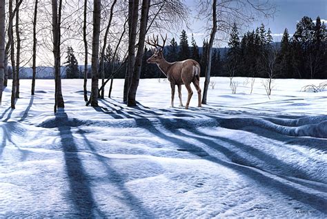 🔥 [40+] Winter Deer Wallpapers Backgrounds | WallpaperSafari