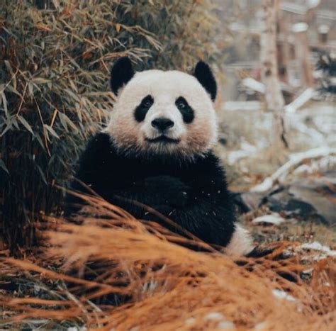 31 Facts About Pandas To Confirm Their Cuteness Bored Panda