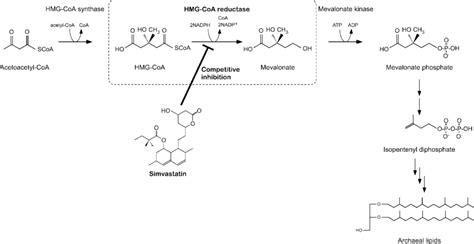 The Mevalonate Pathway For Isoprenoid Lipid Biosynthesis In Archaea