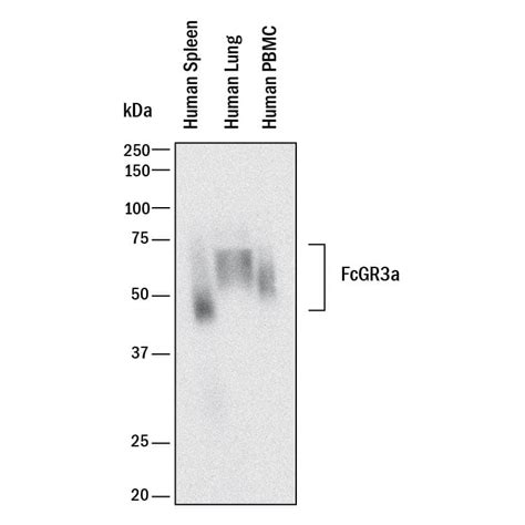 Human Fc Gamma Riiia B Cd Antibody Af By R D Systems Part Of