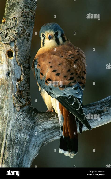 American Kestrel Or Sparrow Hawk Falco Sparverius E USA Stock Photo Alamy