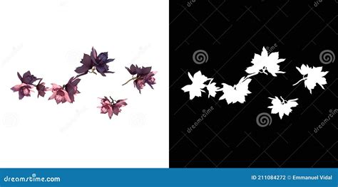 Snowy Orchid Flowers Or Bauhinia Acuminata Flowers Vector Illustration