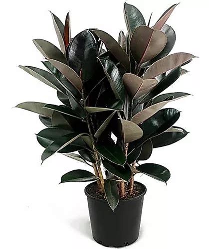 Muda Ficus El Stica Rubro Burgundy Planta Ex Tica E Rara Mercadolivre