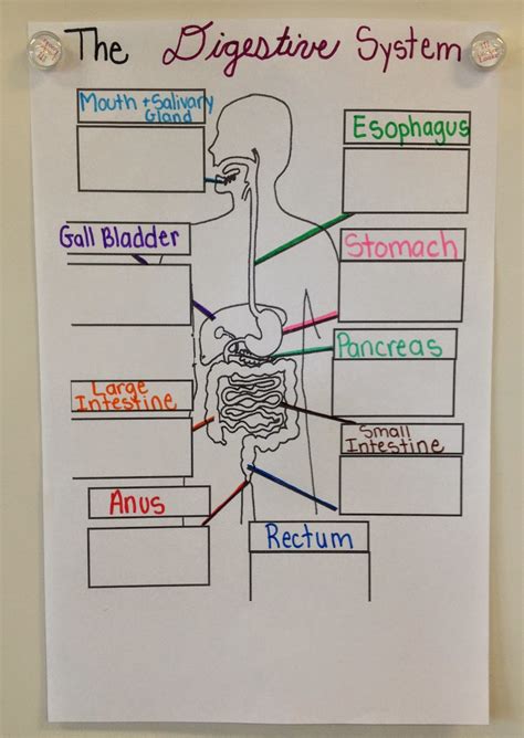 Digestive System Diagram For 5th Class Digestive System Dia