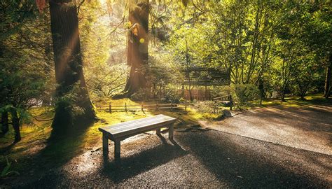 Forest Bathing The Benefits Of Spending Time In Forests Creating