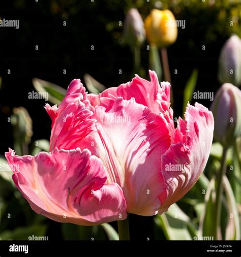 A Pink Parrot Tulip Stock Photo Alamy