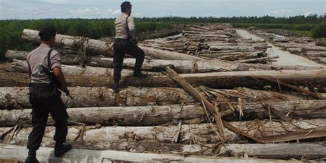 Marak Illegal Logging Hutan Di Rohil Terancam Punah