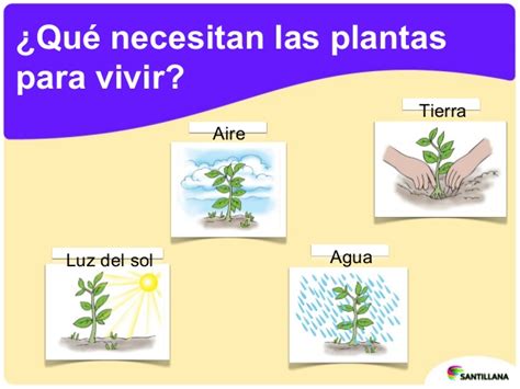 Que Necesitan Las Plantas Para Vivir Aprende Gracias A 51 Off