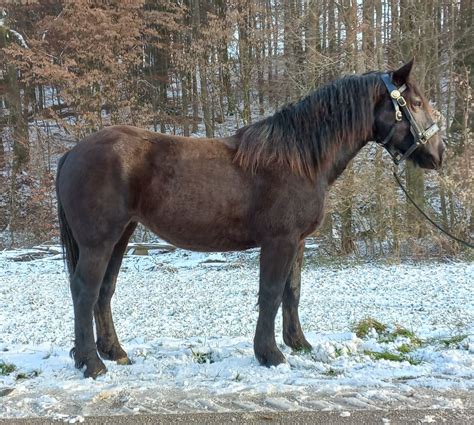 Fontaine Noriker Stute 2021 Rappe Pferd Austria