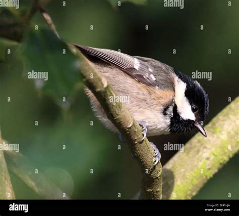 Coal Tit Periparus Ater Stock Photo Alamy