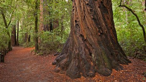 Santa Cruz Redwoods Wallpapers Top Free Santa Cruz Redwoods