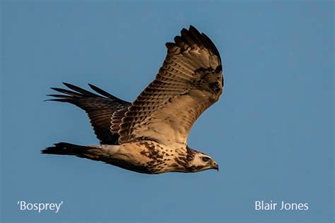 Sightings Gwent Ornithological Society