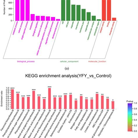 A Go Terms Enrichment Of Differentially Expressed Proteins Each