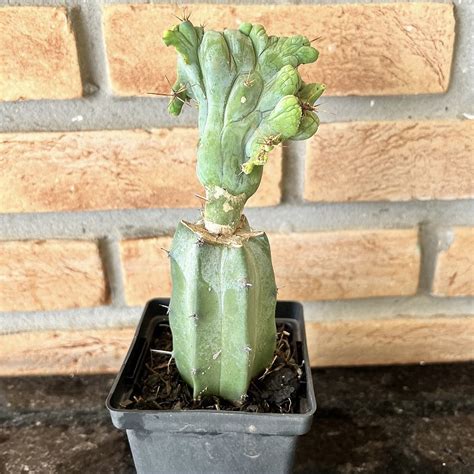 Cacto Trichocereus Bridgesii Cristata Enxertado Pote Suculentas