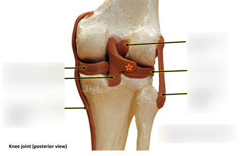 Posterior View Of Knee Joint Diagram Quizlet