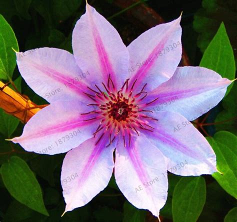 100pcs Clematis Flower Seeds Mixed Colors OutletTrends.com Free ...