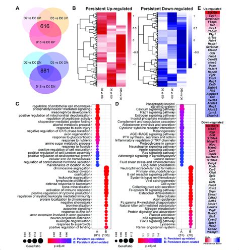 Persistent Responsive Genes Are Related To Cell Division Inflammation