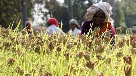 Ragi Procurement Centres Archives - Star of Mysore