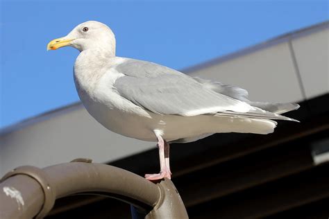 Birdwatching in Ukraine and beyond