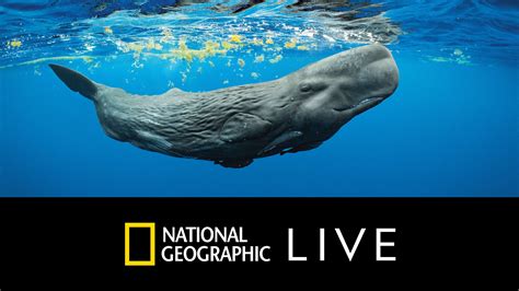 Secrets Of The Whales With Underwater Photographer Brian Skerry