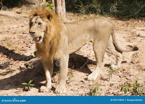 Male Lion Walking Stock Photo Image 69272834