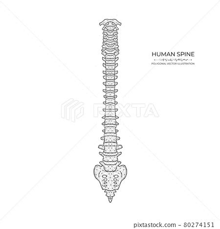 Human Spine Diagram Low Poly Art Polygonal Stock Illustration