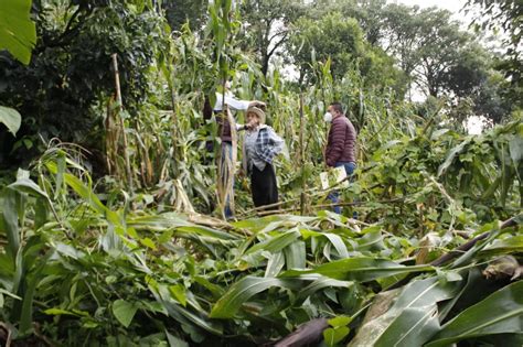 “grace” Deja Más De 18 Mil Hectáreas De Cultivo Afectadas Sdr Carlos