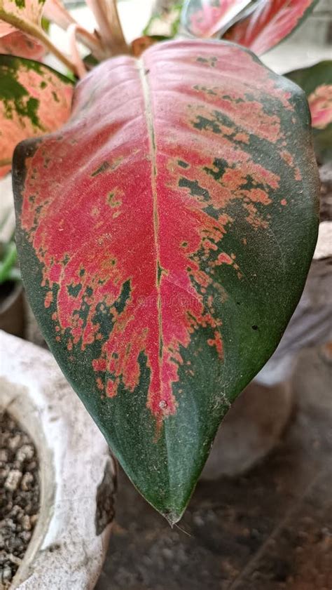 Aglaonema Ornamental Plants Stock Photo Image Of Beautiful Leaves