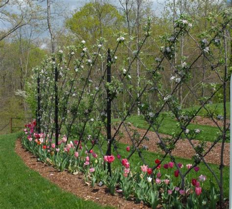 Espalier Fruit Trees - More Fruit in Less Space - GardensAll