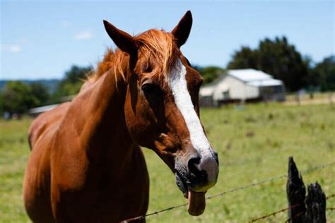 300+ Funny Horse Names - Punny, Silly & Clever Horse Names - PetPress