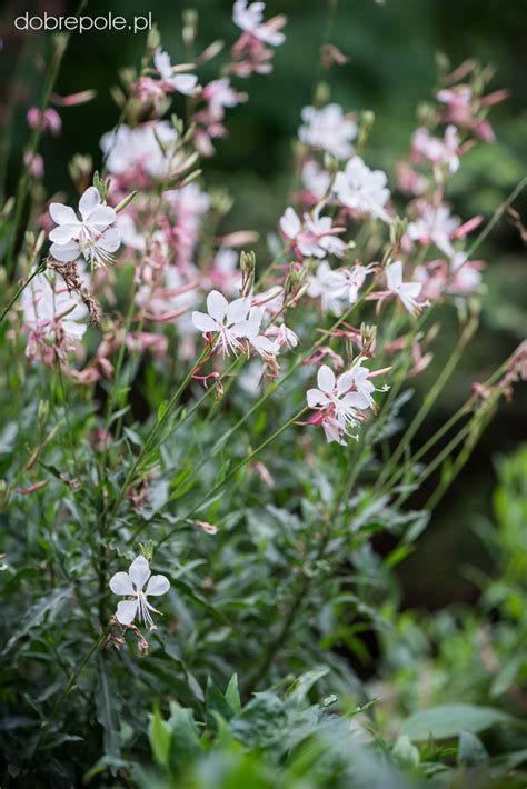 Szk Ka Bylin Dobrepole Gaura Lindheimeri Gaudi White Gaura