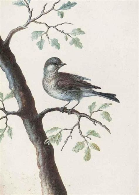 A Bird On An Oak Branch Painting Christoph Ludwig Agricola Oil Paintings