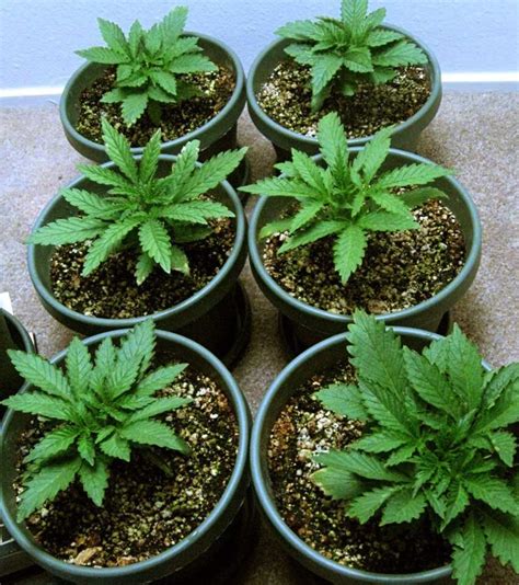 Cannabis Grow Starter Kit W Coco Coir Etsy