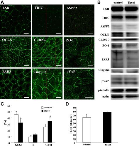 Localization Of Tricellular Tight Junction Molecule Lsr At Midbody And Centrosome During