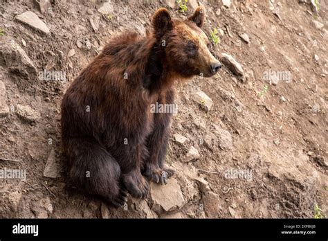 The Kamchatka Brown Bear Ursus Arctos Beringianus Also Known As The